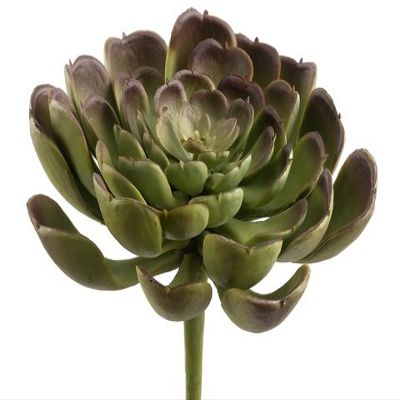 4" Echeveria Pick Green Burgundy (Pack of 24)