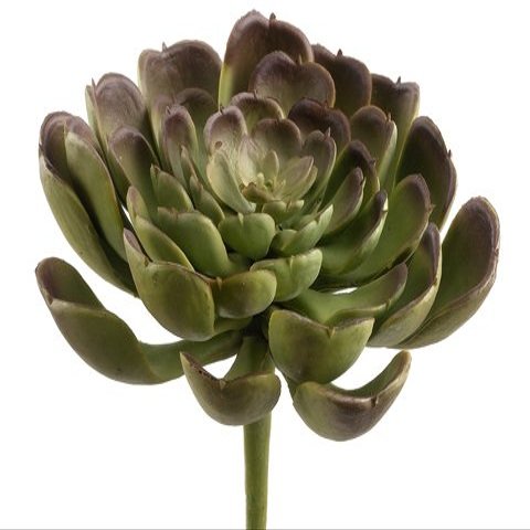 4" Echeveria Pick Green Burgundy (Pack of 24)