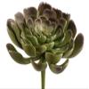 4" Echeveria Pick Green Burgundy (Pack of 24) view 1