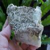 E5403 Gemqz Aquamarine & Muscovite Cluster Large Plate view 1