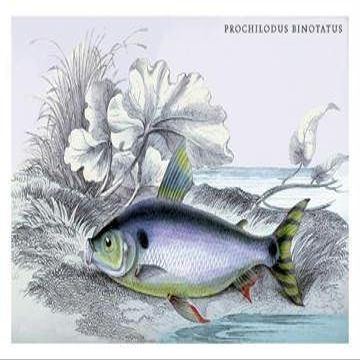 Buyenlarge 08988-1G24x36 Prochilodus Binotatus 24" x 36" Giclee