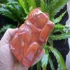 B1301 GemQz Red JASPER Carved LUCKY CAT Left PAW BIG !! view 2