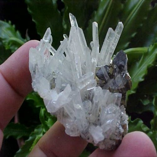 B4905 Gemqz Clear Quartz Points in Sphallerite & Pyrite Cluster