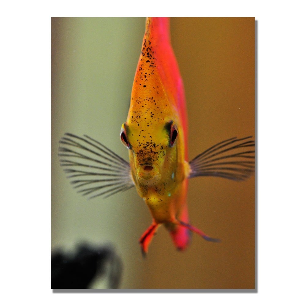 Trademark ART Kurt Shaffer Talking with a Fish Canvas Art, 18 by 24-Inch