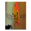 Trademark ART Kurt Shaffer Talking with a Fish Canvas Art, 18 by 24-Inch view 1