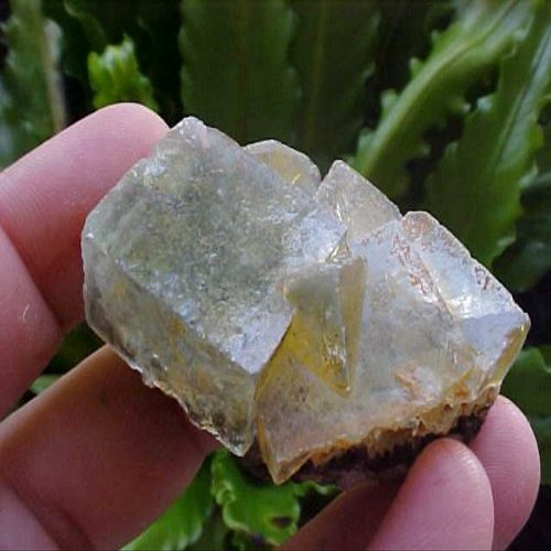 B6312 Gemqz Transparent Fluorite Cubes Mini Cluster