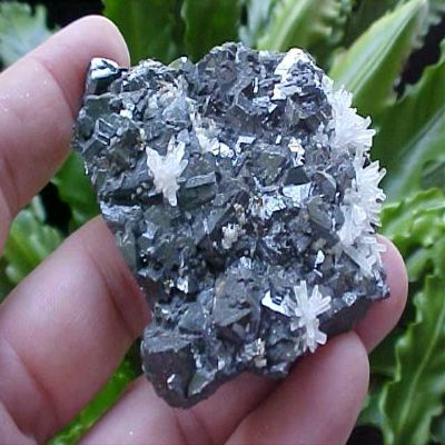 B6618 Gemqz Tetrahedrite & Quartz Points Spots Cluster Cute