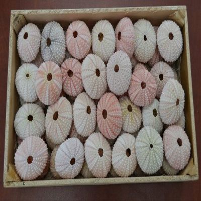 Pink Sea Shell Seashell Urchins Beach Wedding