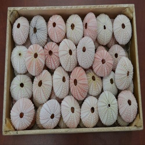 Pink Sea Shell Seashell Urchins Beach Wedding
