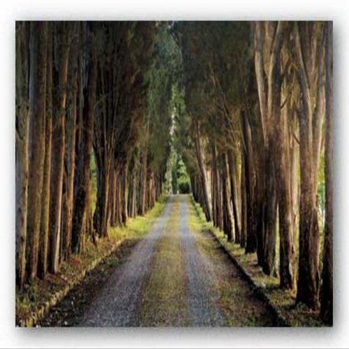 Tree Tunnel by Michael Cahill 36"x24" Art Print Poster