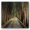 Tree Tunnel by Michael Cahill 36"x24" Art Print Poster view 1