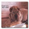 Shar Pei Puppy Dog w/Glasses Reading Book Photo Wall Picture W/G Matted Framed Art Print view 2