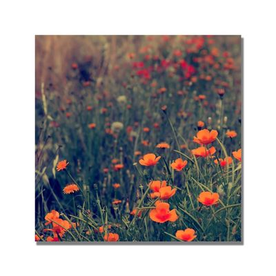 Trademark Fine Art Field of Dreams Canvas Art by Beata Czyzowska, 24 by 24-Inch