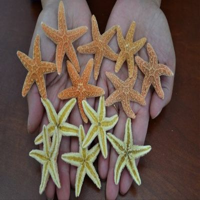 12 Pcs Sugar Starfish Star Sea Shell Wedding Craft 1 1/2" - 2"