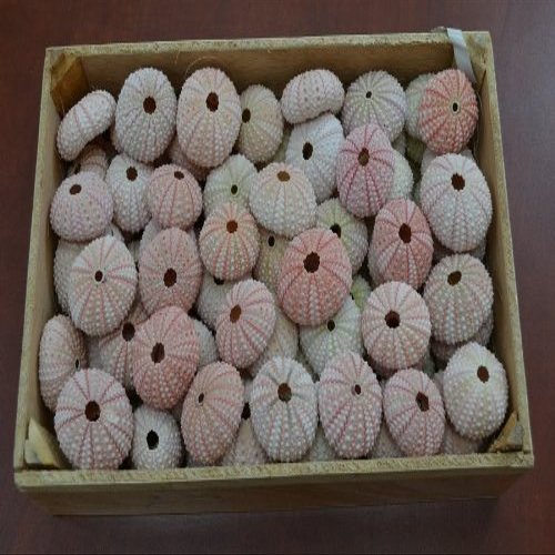 80 Pcs Pink Sea Shell Seashell Urchins Beach Wedding Nautical