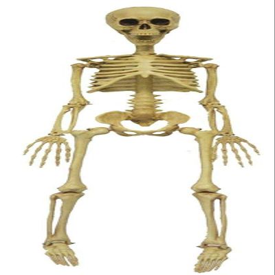 MORRIS COSTUMES Skeleton 36 Inch