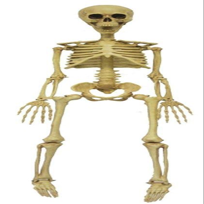 MORRIS COSTUMES Skeleton 36 Inch