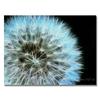 Trademark Fine Art ' Dandelion Seed Head Full ' Canvas Art by Kathie McCurdy 18x24 view 1