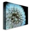 Trademark Fine Art ' Dandelion Seed Head Full ' Canvas Art by Kathie McCurdy 18x24 view 2
