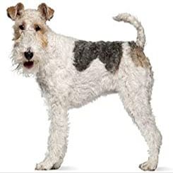 2" Round ~ Wire Fox Terrier ~ Dog Breed ~ Edible Cake/Cupcake Topper!!!