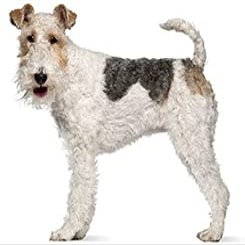 2" Round ~ Wire Fox Terrier ~ Dog Breed ~ Edible Cake/Cupcake Topper!!!
