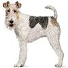2" Round ~ Wire Fox Terrier ~ Dog Breed ~ Edible Cake/Cupcake Topper!!! view 1