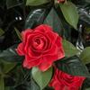 SilksAreForever 28" Outdoor UV-Proof Artificial Gardenia Flower Bush -Red (Pack of 2) view 2