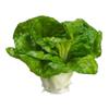 3.5" Cabbage Green (Pack of 12) view 1