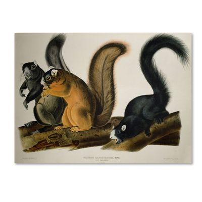 Trademark Fine Art Fox Squirrel Artwork by John James Audubon, 18 by 24-Inch