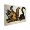 Trademark Fine Art Fox Squirrel Artwork by John James Audubon, 18 by 24-Inch view 2