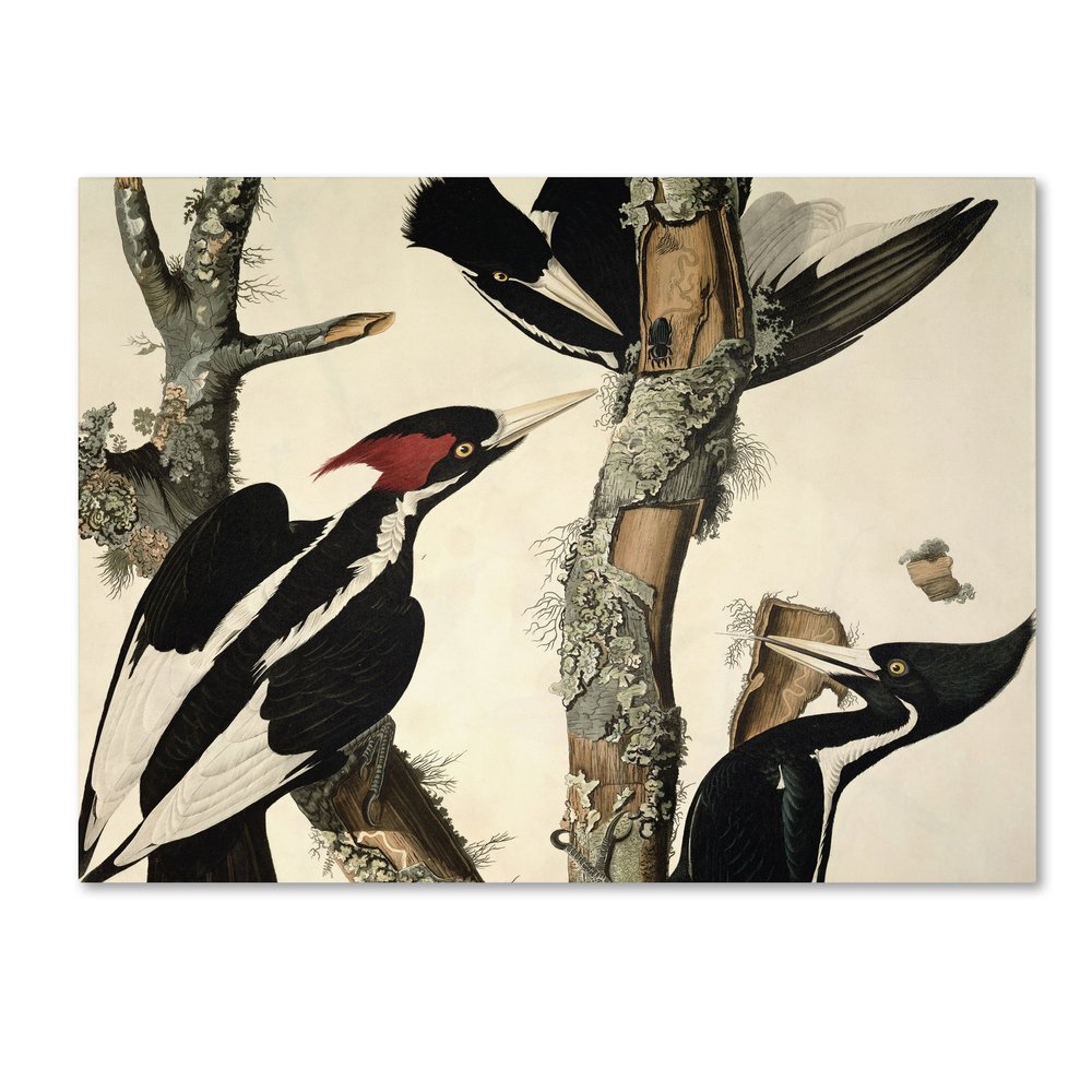 Trademark Fine Art Ivory-Billed Woodpecker Artwork by John James Audubon, 18 by 24-Inch