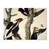 Trademark Fine Art Ivory-Billed Woodpecker Artwork by John James Audubon, 18 by 24-Inch view 1