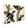Trademark Fine Art Ivory-Billed Woodpecker Artwork by John James Audubon, 18 by 24-Inch view 2