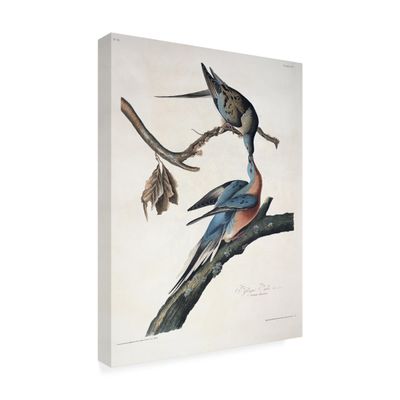 Trademark Fine Art Passenger Pigeon Artwork by John James Audubon, 18 by 24-Inch