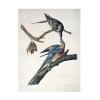 Trademark Fine Art Passenger Pigeon Artwork by John James Audubon, 18 by 24-Inch view 2