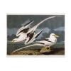 Trademark Fine Art Tropic Bird Artwork by John James Audubon, 18 by 24-Inch view 2