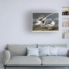 Trademark Fine Art Tropic Bird Artwork by John James Audubon, 18 by 24-Inch view 3