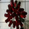 Beautiful Wood Roses 2 Dozen Red with Black Tips with Onion grass view 1