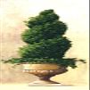 10 x 30 WeatherPrint - Picture of a Roman Topiary