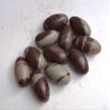 craftslook Narmada Shiva Lingam Stone 1.3 Inch Set of 11 Natural Narmadeshwar Banalinga from Narmada River, Sacred Shivling for Pooja, Meditation, Reiki Healing & Spiritual Energy view 4
