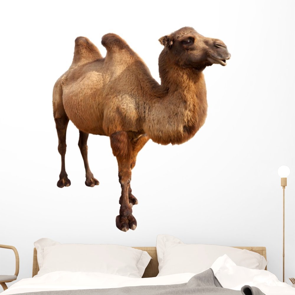Wallmonkeys WM1571 Bactrian Camel Isolated on White Peel and Stick Wall Decals, 48" H x 41" W-Extra Large