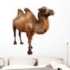 Wallmonkeys WM1571 Bactrian Camel Isolated on White Peel and Stick Wall Decals, 48" H x 41" W-Extra Large view 1
