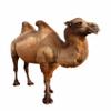 Wallmonkeys WM1571 Bactrian Camel Isolated on White Peel and Stick Wall Decals, 48" H x 41" W-Extra Large view 2