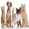 Wallmonkeys WM137532 Cats and Dogs Wall Decal Peel and Stick Graphic (18 in W x 10 in H) view 2
