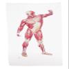3B Scientific W11841 Bath Towel, Muscleman view 1