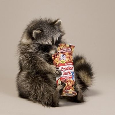 Raccoon Eating Cracker Jacks Taxidermy Statue