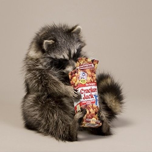 Raccoon Eating Cracker Jacks Taxidermy Statue