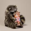 Raccoon Eating Cracker Jacks Taxidermy Statue view 1