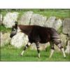 Customized Poster/wallpaper Okapi African Animals Awesome Gift (19 x 14 inch) view 1