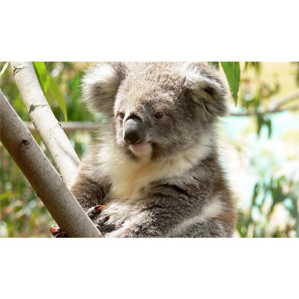 Customized Poster/wallpaper Koala Endemic Animals Awesome Gift (24 x 14 inch)